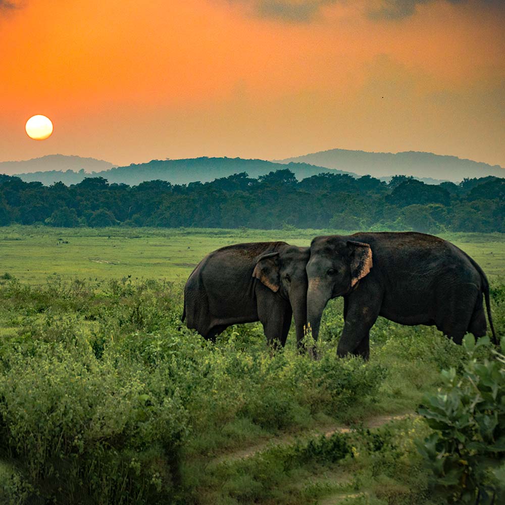 shutterstock_790049065